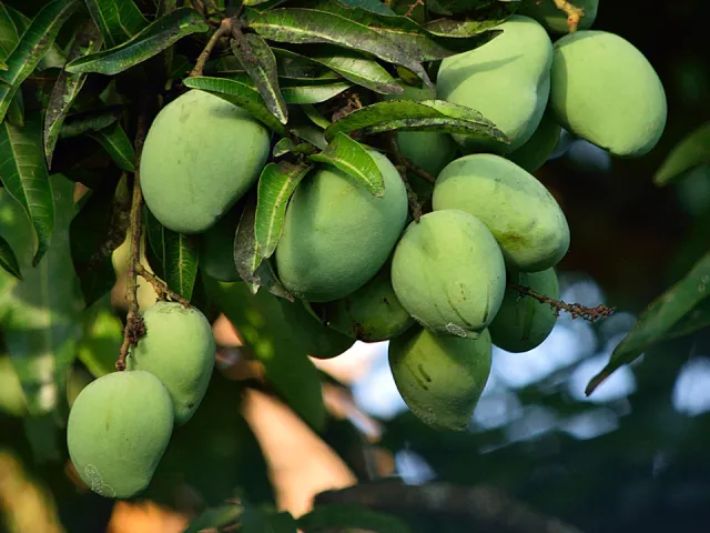 Hidragenix Ingredient